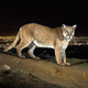 Illustration for article titled How Wild Animals And Cities Are Adapting To Each Other